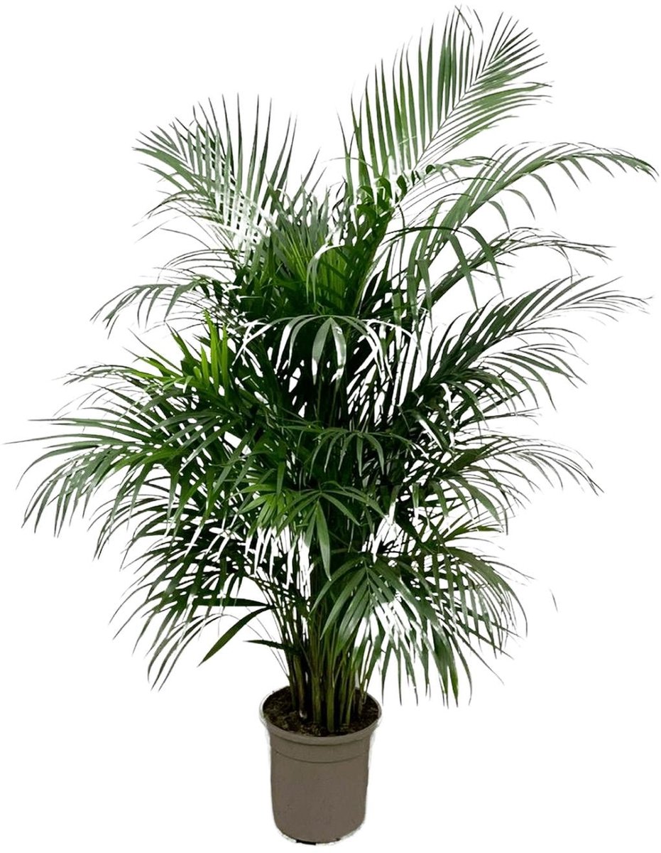 Dypsis Lutescens (Areca palm) 140 cm - ø21-24