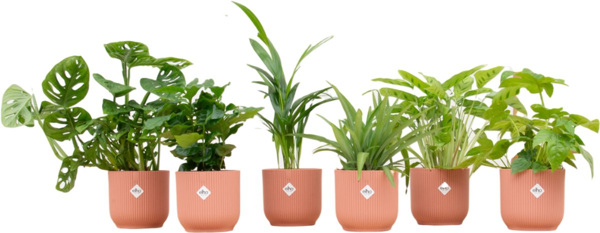 Verrassingsbox - 6 planten inclusief elho Vibes Fold Round Ø14 roze