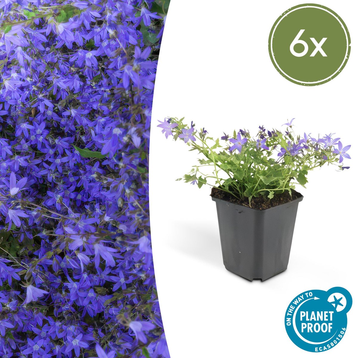 6x Campanula poscharskyana 'Stella' - 10-25cm - Ø9cm