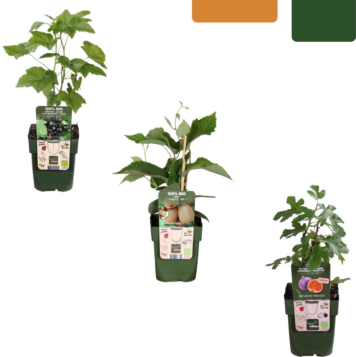 Zoete oogst trio BIO Fruitplanten mix set van 3 verschillende soorten