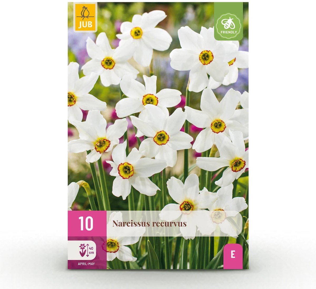 Bloembollen - Narcis Recurvus - Kleur Wit - 10 stuks - Bolmaat 12/14 - XXL Pack