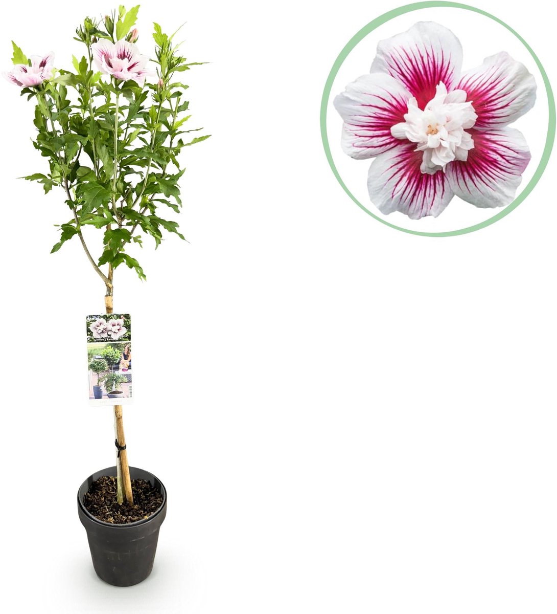 Plante sur Tige - Hibiscus syriacus Starburst Chiffon® - Plante de Terrasse - Feuilles Caduques - Résistant à l'Hiver - Fleur Blanc-Rose - Pot 19cm Hauteur 90cm