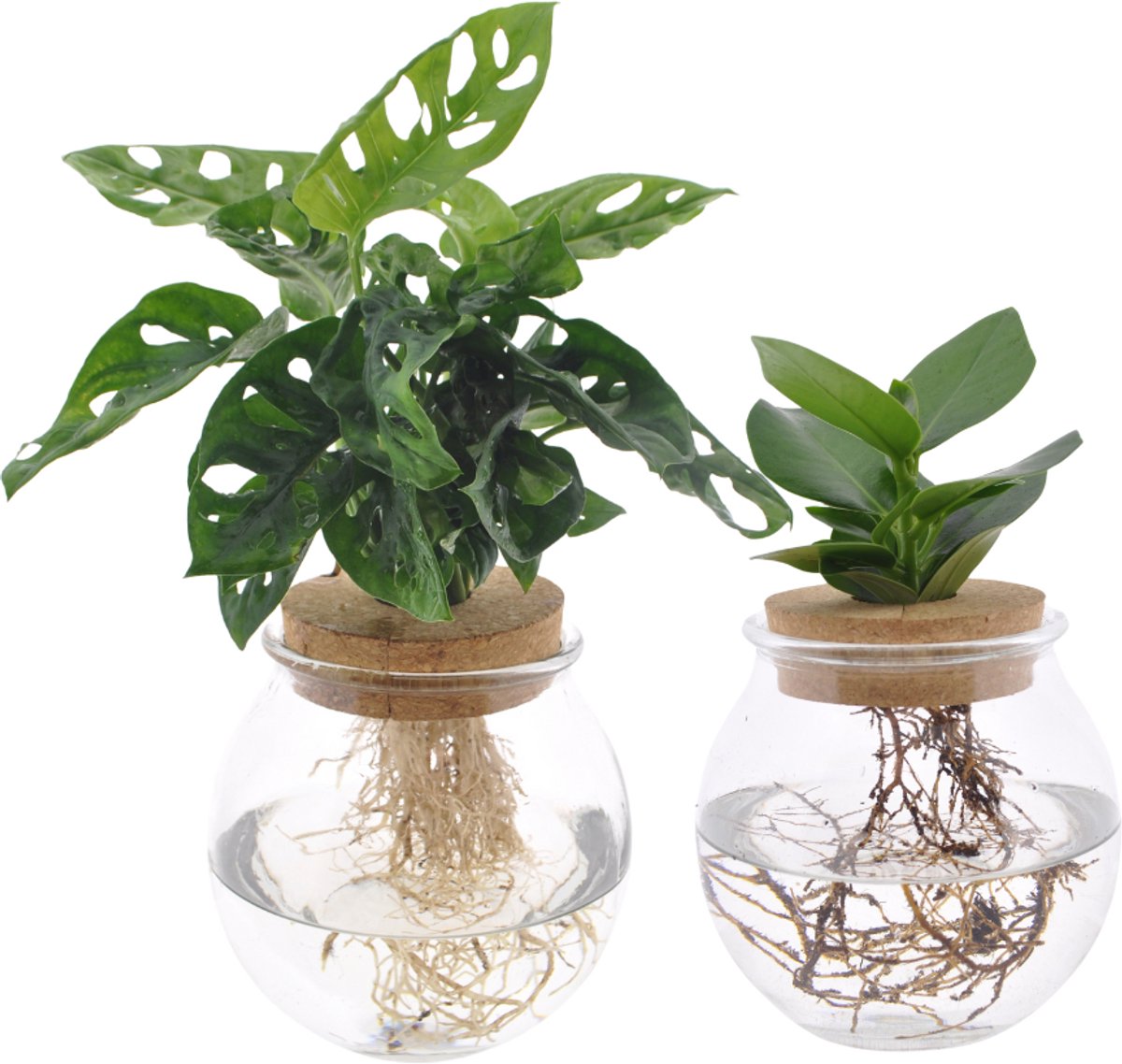Bolglas Duo Monstera Adansonii/Clusia - 2 stuks - Ø12cm - 30 cm
