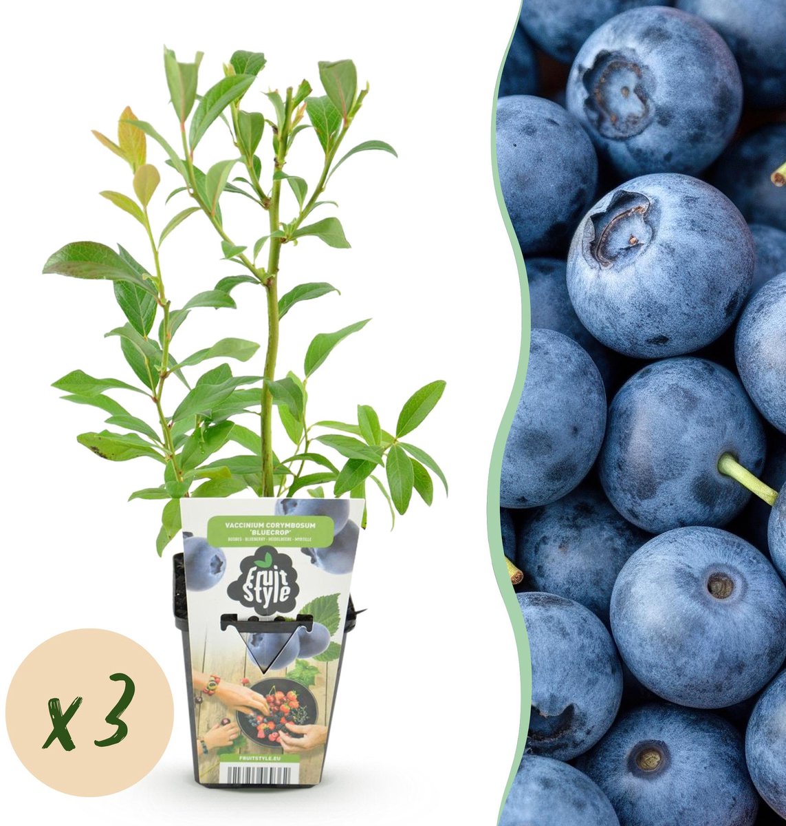 Fruitplanten - Blauwe Bes - Vaccinium corymbossum Bluecrop - Winterhard - 3 Planten - Pot 9 cm - Blauwe Bes