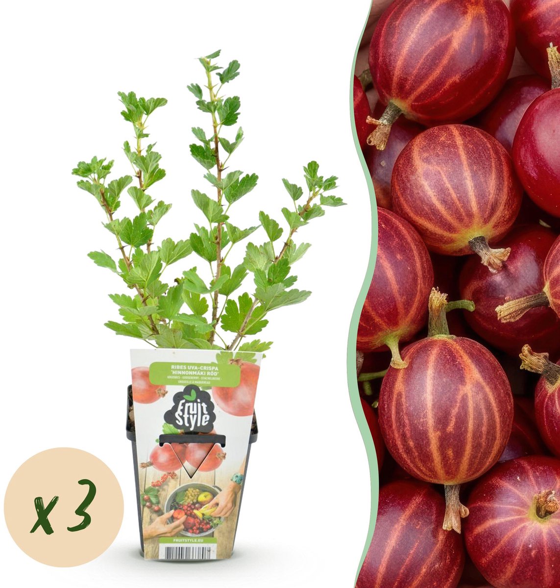Fruitplanten - Kruisbes - Ribes uva-crispa Hinnonmaki Rod - Winterhard - 3 Planten - Pot 9 cm - Rode Bes