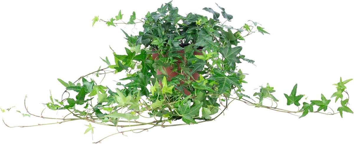 Efeu plant 20 cm - groen - lage onderhoud - luchtzuiverend - ShopVlot