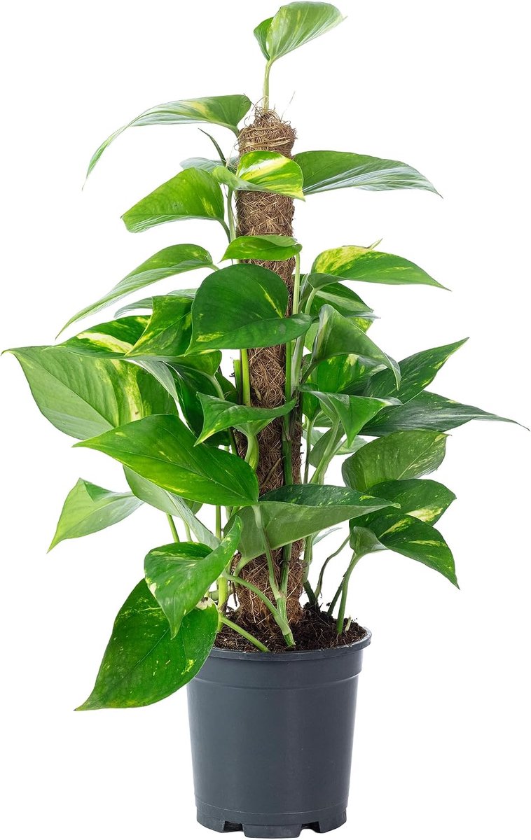 Efeutute op mosstok - hoogte 50 cm - potdiameter 15 cm - gemakkelijk te verzorgen kamerplant - ShopVlot