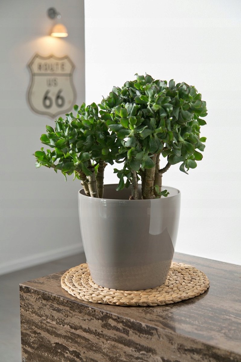 Lamela Magnolia Pot 155 Zilver Metallic Kunststof 15,5cm