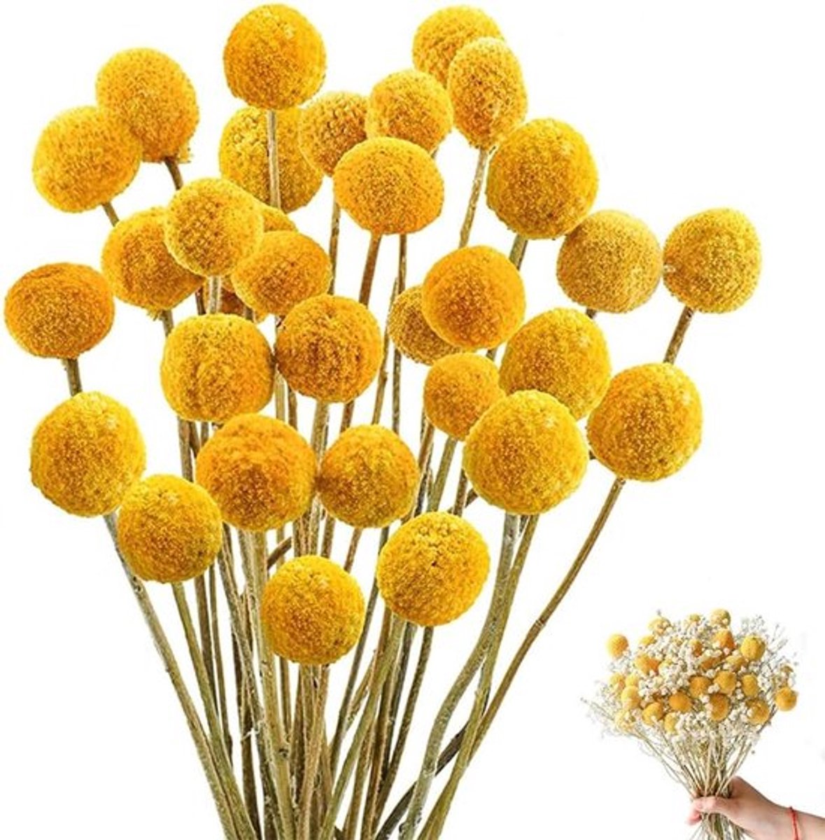 43 cm Gouden Craspedia Bollen, 36 Stuks Gedroogde Bloemen voor DIY Bloemstukken, Bruiloft Decoratie, Thuis Versiering, Hoge Vaas