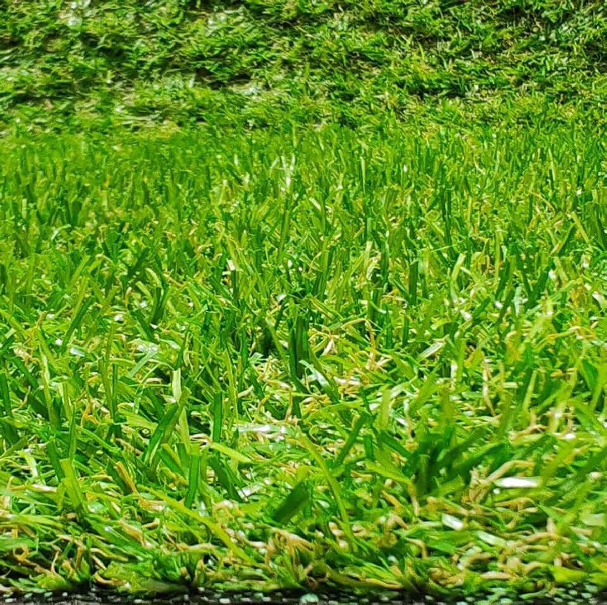Kunstgras, tapijt voor terras of tuin, 20 mm hoog, (100 x 700 cm)