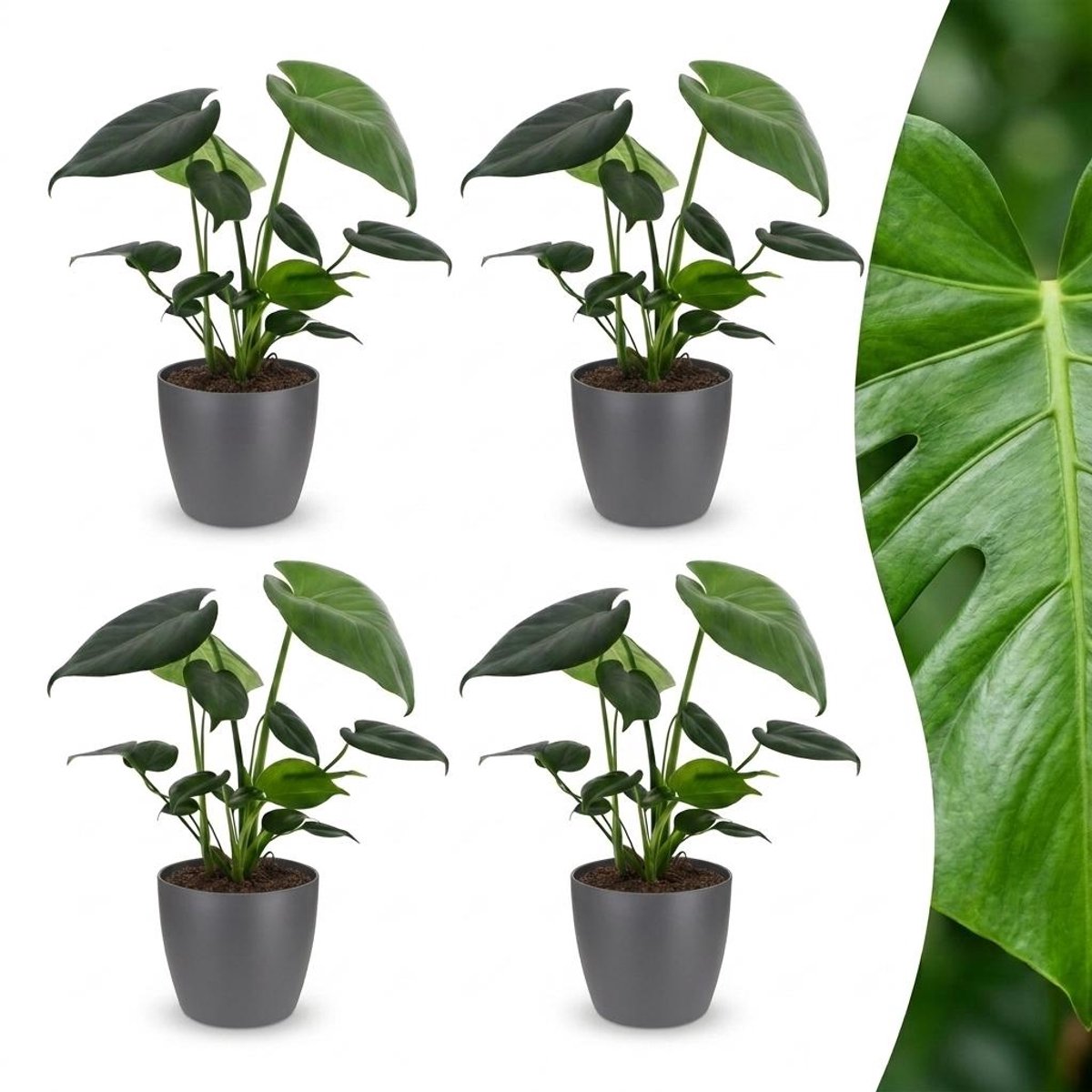 Plantenboetiek.nl | Monstera Deliciosa - Gatenplant - 4 Planten - met Potter Grijs - Ø12cm - 30cm hoog