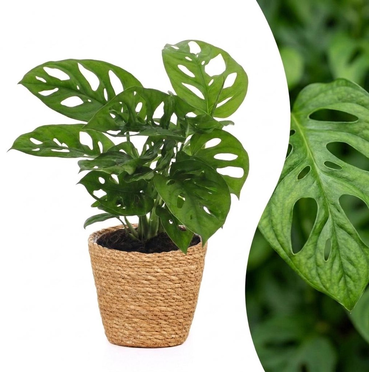 Plantenboetiek.nl | Monstera Adansonii - Rhaphidophora Tetrasperma - met Mand - Ø12cm - 25cm hoog