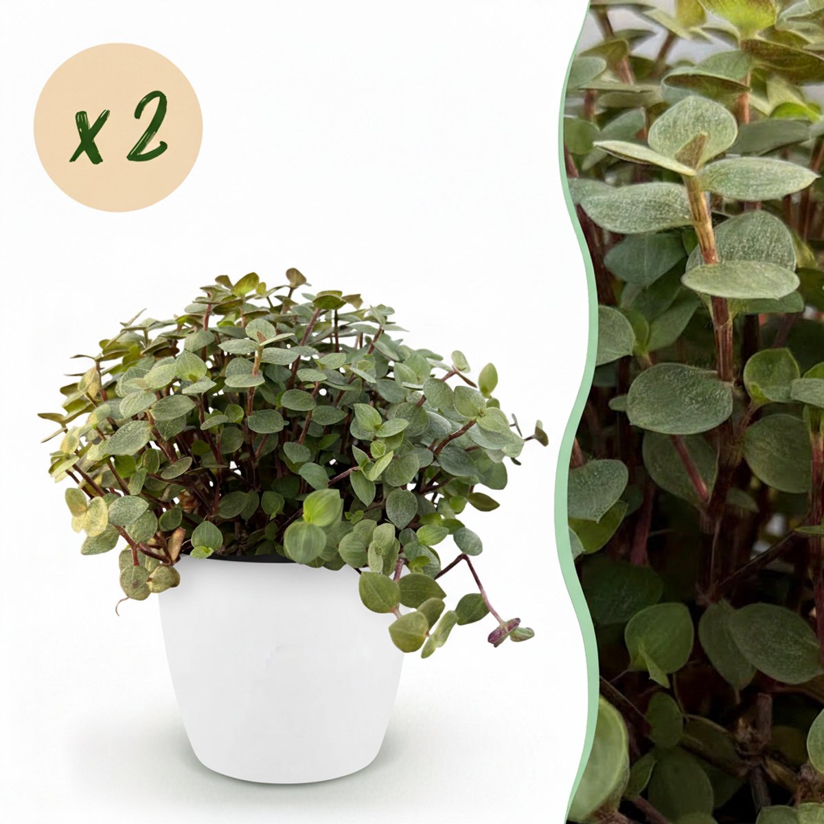 Plantenboetiek.nl | Calissia repens - Kattengras - Huisdiervriendelijk - Groen - 2 Planten - met Potter Wit - Ø12cm - 17-20cm hoog - Kamerplant - Arrangement - Plant met pot