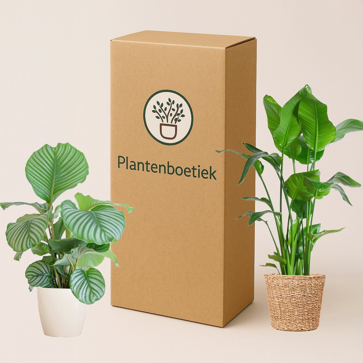 Plantenboetiek.nl | Echinacea purp. Magnus - Zonnehoed - Bijen- en vlinderlokkers - Roze - Ø11cm - 15-25cm hoog - Tuinplant