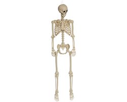 Halloween Decoratie Realistische Levensgrootte Menselijk Skelet Spookhuis Deco Skeletten Griezelig Bot Kunstof 165 cm