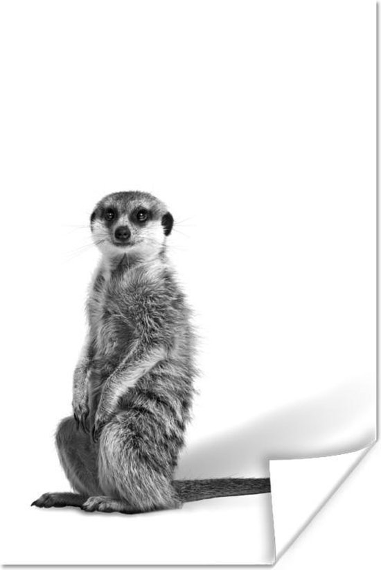 Affiche Suricate assis devant fond blanc noir et blanc 80x120