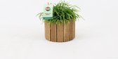 Cactus van Botanicly – Rotskoraal in houten pot als set – Hoogte: 20 cm – Rhipsalis Oasis