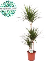 Kamerplant van Botanicly – Drakenboom – Hoogte: 135 cm – Dracaena Marginata