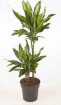 Kamerplant van Botanicly – Drakenboom – Hoogte: 95 cm – Dracaena fragr. Cintho