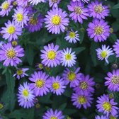 Aster ageratoides 'Ezo Murazaki' - Herfstaster - Planthoogte: 40 cm - Pot 17 cm (2 liter)