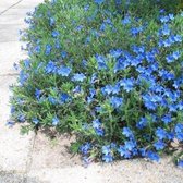 25 x Parelkruid Blauw - Winterharde Vaste Plant - Lithodora Diffusa 'Heavenly Blue' in 9x9cm pot met hoogte 5-10cm