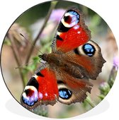 WallCircle - Wandcirkel - Muurcirkel - Dagpauwoog vlinder - Aluminium - Dibond - ⌀ 60 cm - Binnen en Buiten