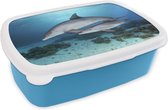 Broodtrommel Blauw - Lunchbox - Brooddoos - Dolfijn - Kalf - Zee - 18x12x6 cm - Kinderen - Jongen