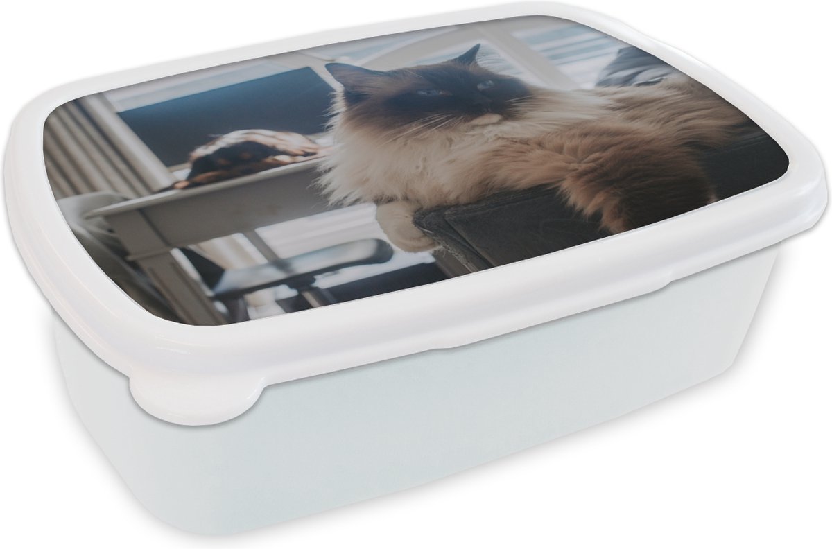 Broodtrommel Wit - Lunchbox - Brooddoos - Een rustende Ragdoll kat - 18x12x6 cm - Volwassenen