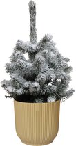 Kerstboom Picea sneeuw in ELHO ® Vibes Fold Rond (botergeel) ↨ 50cm - hoge kwaliteit planten