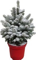 Kerstboom Picea Sneeuw ↨ 75cm - hoge kwaliteit planten