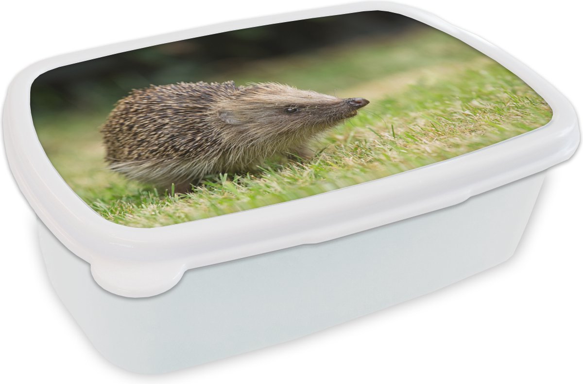 Broodtrommel Wit - Lunchbox - Brooddoos - Egel - Dieren - Gras - 18x12x6 cm - Volwassenen