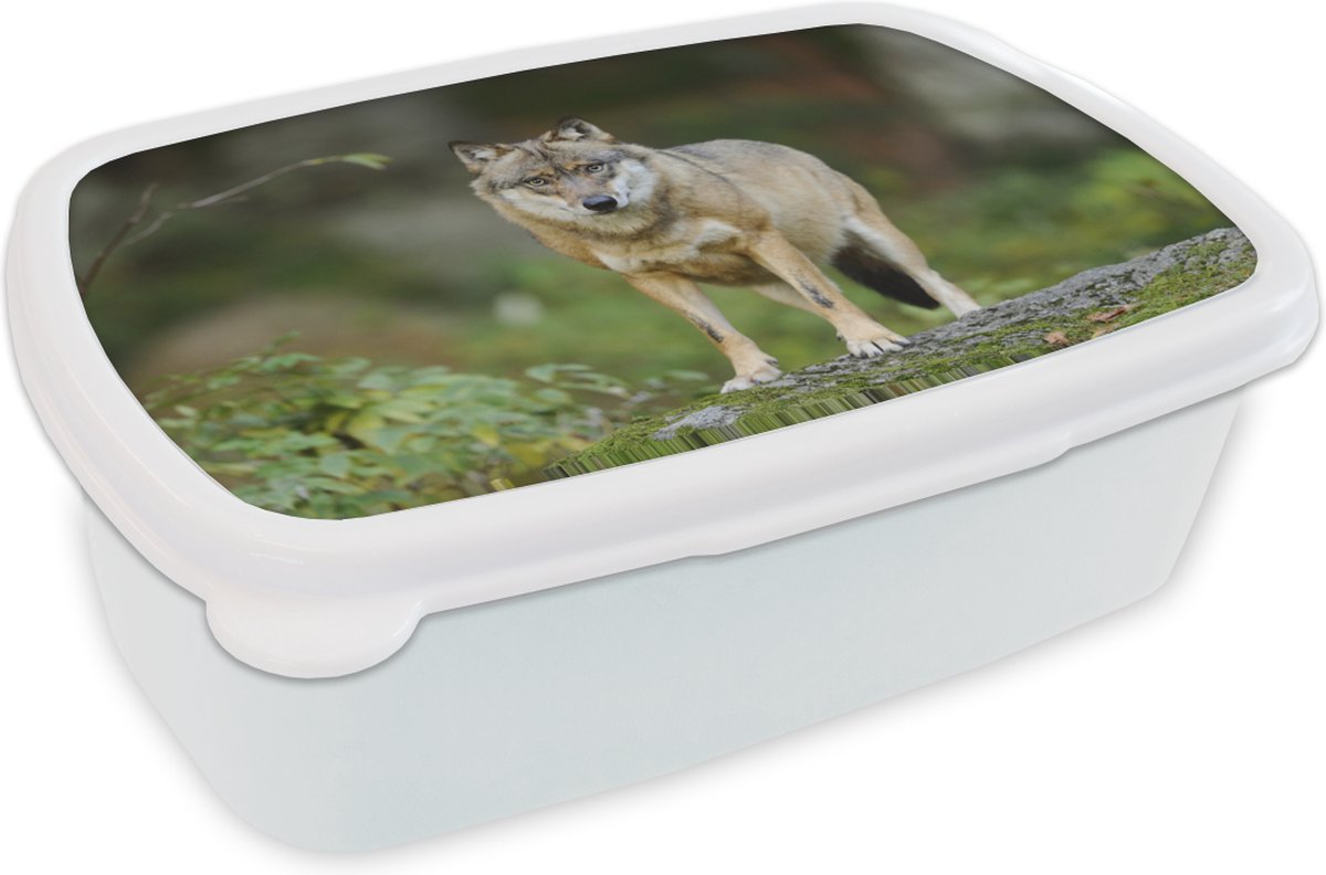 Broodtrommel Wit - Lunchbox - Brooddoos - Wolf - Dieren - Bos - 18x12x6 cm - Volwassenen