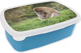 Broodtrommel Blauw - Lunchbox - Brooddoos - Aap - Jong - Gras - 18x12x6 cm - Kinderen - Jongen
