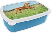 Broodtrommel Blauw - Lunchbox - Brooddoos - Paard - Gras - Bruin - 18x12x6 cm - Kinderen - Jongen