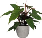 FloraExpert - Philodendron - 60 Cm - Ø 18