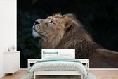 Papier peint photo peint photo Lion - nieuw - Lion regardant sur fond noir fotobehang vinyle largeur 360 cm x hauteur 240 cm - Impression photo sur papier peint vinyle (existe en 7 tailles) - chambre/salon/bureau