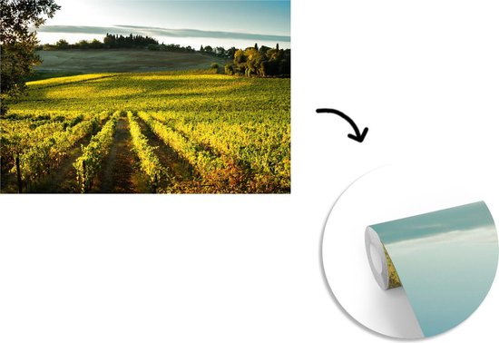 Papier peint photo en vinyle - Un vignoble près de la Sienne toscane largeur 450 cm x hauteur 300 cm - Tirage photo sur papier peint (disponible en 7 tailles)