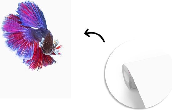 Papier Peint - Papiers Papier peint photo Poissons - Animaux aquatiques Marines - Staart - Largeur 170 cm x Hauteur 260 cm