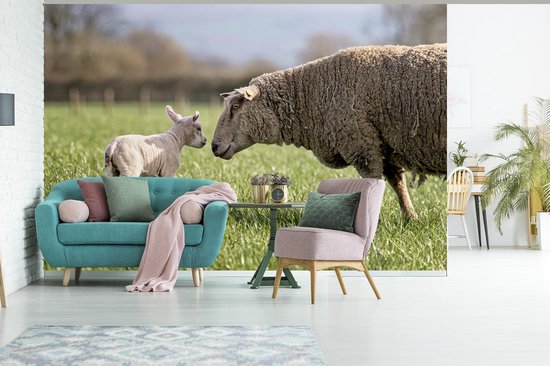 Papier peint photo vinyle - Mouton salue son agneau dans la prairie largeur 390 cm x hauteur 260 cm - Tirage photo sur papier peint (disponible en 7 tailles)