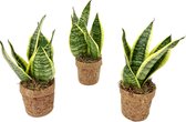 Kamerplant van Botanicly – Vrouwentongen in kokosvezel pot als set – Hoogte: 35 cm – Sansevieria trifasciata Yellow Stripe