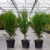 3x Thuja plic. 'Atrovirens' - Reuzenlevensboom - Hoogte 60-80 cm in pot - 3 planten per meter