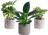 Hellogreen Kamerplant - Trio Stevig Groen - 20 cm - Laos keramiek Grijs