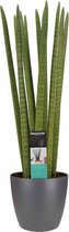 Hellogreen Kamerplant - Vrouwentong - Sansevieria Cylindrica Straight - 70 cm - Elho Brussels Antraciet