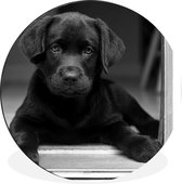WallCircle - Wandcirkel - Muurcirkel - Schattige Labrador Retriever die in de camera kijkt - zwart wit - Aluminium - Dibond - ⌀ 60 cm - Binnen en Buiten