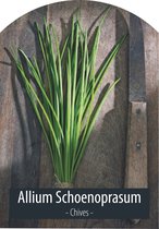 Kruidenzaden - Bieslook Zaad - Allium Schoenoprasum - Inclusief Handleiding