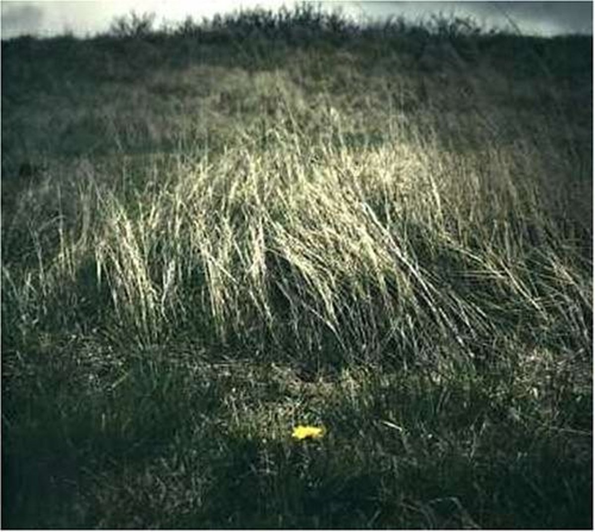 The North Sea & Rameses III - Night Of The Ankou (CD)
