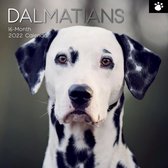 Dalmatier Kalender 2022