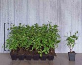 18 stuks | Pluimhortensia 'Limelight' P9-tray - Bloeiende plant