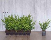 18 stuks | Japanse hulst 'Green Hedge' P9-tray - Bloeiende plant - Compacte groei - Geschikt als hoge en lage haag - Kleinbladig - Wintergroen