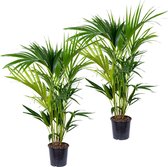 2x Howea Forsteriana - Kentia palm - Kamerplant - Luchtzuiverend - ⌀19 cm - 90-100 cm